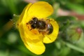 Abeille dans bouton d'or Monique F